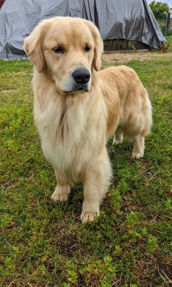 Our Dogs URSADORE GOLDEN RETRIEVERS
