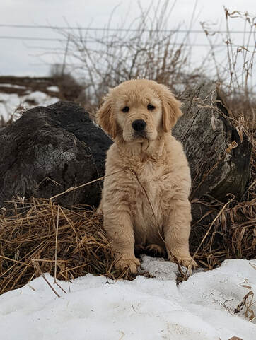 K9 data golden hot sale retriever